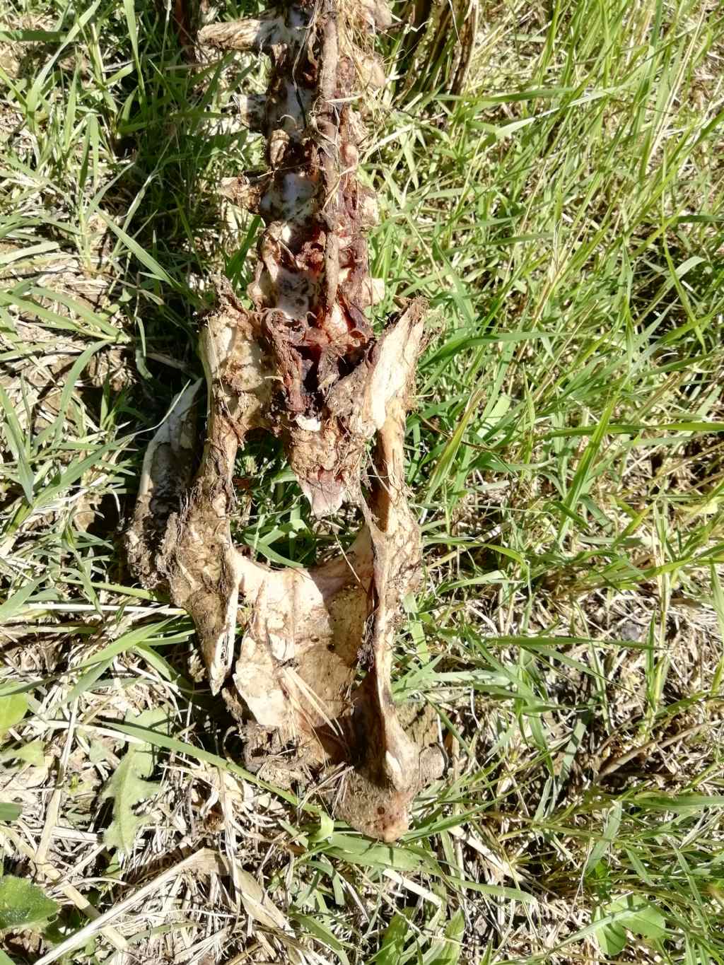 Riconoscimento scheletro